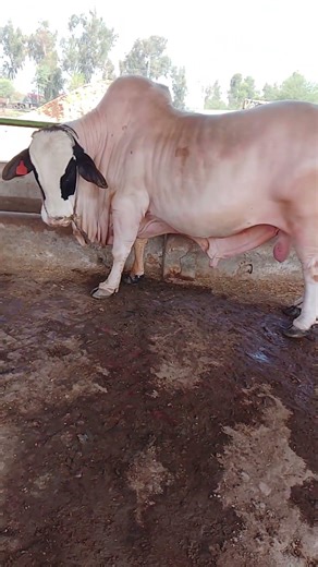 Black Eyed Breeder #bullrace #farming #cow #bull #breeding #breeder #farm #animals #animalshorts