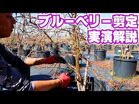 【ブルーベリー剪定】初心者必見！毎年800本の剪定するブルーベリー農家が冬の剪定を簡単解説 #143