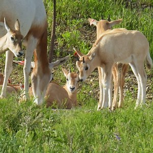 37K views · 697 reactions | Just because they mean well doesn't make it any less irritating.  Grooming behavior is benefically for antelopes, as it can aid in parasite removal. However, both parties need to be interested. | Fossil Rim Wildlife Center | Facebook