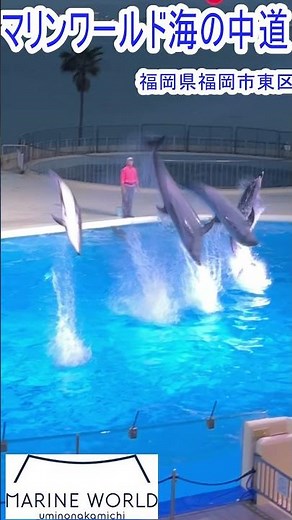 【マリンワールド】イルカの曲芸ジャンプ 博多湾をバックに華麗にジャンプするイルカ、アシカショー。このショーはマリンワールド海の中道の開館当初から行われています。