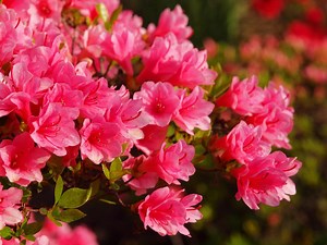 【関東近郊】花の綺麗な名山5選！ 日帰り登山・ハイキングにもおすすめ◎ 気軽にお花畑を楽しもう - ハピキャン｜キャンプ・アウトドア情報メディア