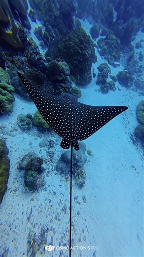 Flying with Spotted Eagle Rays in Ulong Channel, Palau #palau #scubadiving #シ ‪@Highlight‬