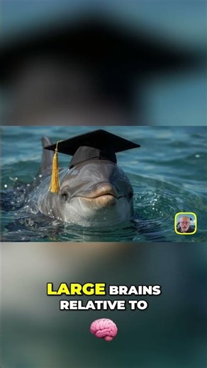 Are Dolphins Smarter Than You Think?