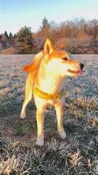 What is the gorgeous day #shibabobliu #cute #puppy #dog