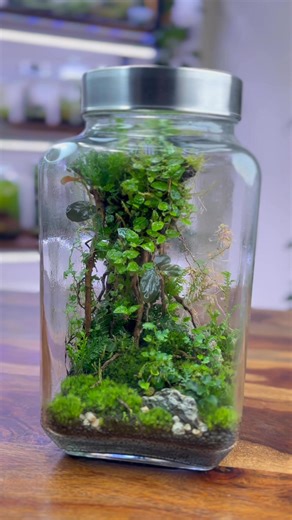 Nature scape 🍃 #terrarium | The Urban Nemophilist