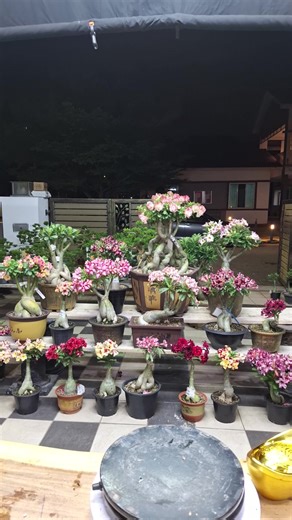 今晚卖R1新花色，数量不多，支持支持一下 9-1-26花花很多金雅也有 今晚卖富贵花色树美树很多 一开标就送 今晚主播鲜肉🍑包小弟🍑全馬一家標富貴花有設頂價的一個直播平台 包您標到買到的都是優惠價 新加坡西馬都可以下單 進來了解一下就知道很優惠了 ＃今天生日的boss有的扣Rm50 ＃树烂有保家45天 #各路英雄豪杰美女来支持包大仁 #祝各位老板老板娘前途光明 #祝大家阳光常照好运连连 ＃黄杨盆栽花奔 | 四季富贵花 Four Season adenium Obesum