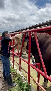 24K views · 212 reactions | Cek gigi sapi raksasa extrim #sapi #animals #cow #bull | Revan Dolan Kandang | Facebook