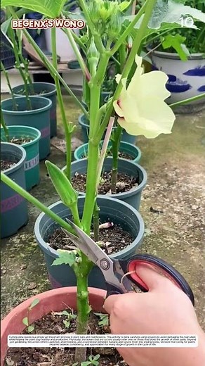 Okra Harvesting: How Hand Scissors Transform Growing Pods into Ready Yield
