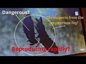 Breaking Investigation:Mystery Creatures in the Fog Unveiling the Enigmatic Wildlife of Chemical Fog