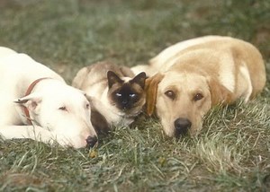 The Incredible Journey [1963] blu ray movies