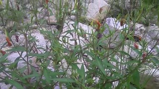 Evening Primrose – Health Benefits and Side Effects