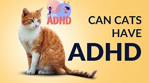 Can Cats Have Adhd?