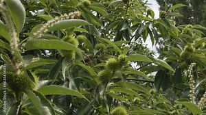 Close up dolly shot of an organic chestnut tree, green prickly shells of the hedgehog nuts still raw. As autumn approaches these shells will split providing nutritious healthy nuts, Northern Spain