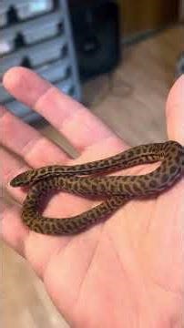 Eastern Stimson’s Python-All Ohio Reptile Show is tomorrow!