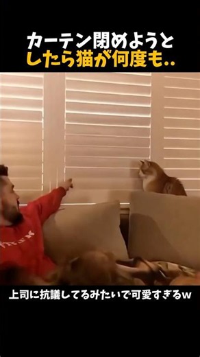 カーテン閉めようとしたら猫が何度も..