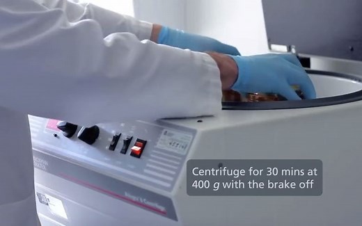 通过密度梯度离心从全血中分离单核细胞