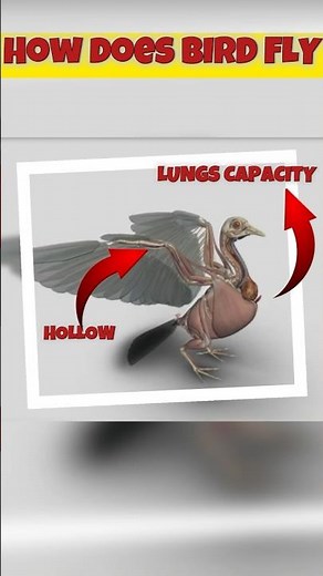 How do Birds fly 😳😱 ? | How birds fly | Hiw birds fly animation | how birds fly question answer |
