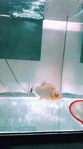 Piranha Feeding Frenzy: Nature's Hungry Hunters #Wildlife #NatureDocumentary #FishLife #PredatorPrey #AquaticLife #FreshwaterFish #Piranha #UnderwaterWorld #WildlifeEncounters #NatureLovers | AQUA VISTA