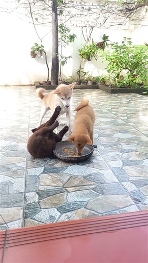 dogs fight over food #funny #dog #2025