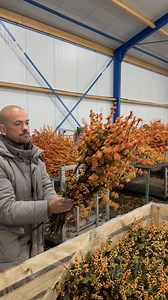 37K views · 296 reactions | Take a look at these amazing Radical Wonders Ilex branches in stunning autumn colors! Ilex ‘Cresgold’ and the other yellow and orange branches are available from short to extra long, like the ones Marty shows you!Get them now at @radical_wonders_ , Radial Wonders is a company of Coloríginz #ilex #ilexverticillata #ilexberries #berries #autumn #christmas | Peter van Delft | Facebook