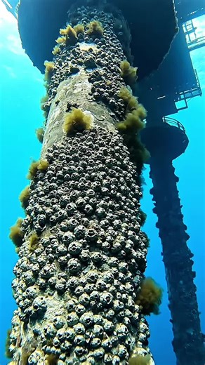 Should we remove marine growth from offshore subsea structures… or leave it for the ocean to thrive? On one side: Marine growth increases hydrodynamic drag, buoyancy loads, and impacts design life and structural safety of offshore platforms. On the other: These structures become artificial reefs, providing shelter and habitat for marine life. Removing marine growth could harm underwater ecosystems. So what matters more? ⚙️ Engineering safety & design integrity 🐟 Marine biodiversity & environmen