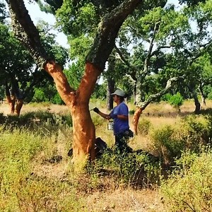 Ever wondered what those big white numbers on oak trees represent? After cork bark is removed, the last digit of the year in which it was harvested is hand painted on every tree. Amazing, right? | "100% Cork"