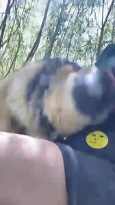 Don't mind us, we're just getting sentimental over footage of our wonderful staff and dogs 💛 Today is Human-Animal Bond Day and we would argue that every day should be! [Video description: Footage shows different dogs with carers in different locations: fields, on a sofa and in the woods. Text reads 'Some dogs we may only know for a short time... and some we might work with for months or more. But no matter how long, there is always a bond.'] | Dogs Trust