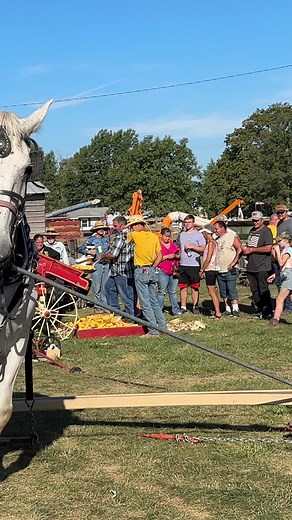 85K views · 1.3K reactions | A Percheron and a Suffolk run the horsepower to drive the corn sheller at the 2023 Midwest Old Thresher's Reunion. | Rural Heritage Magazine | Facebook