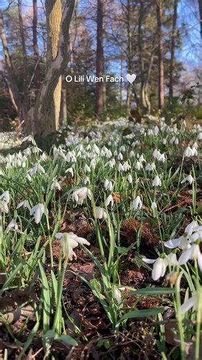 Snowdrop season has arrived 🤍 Where’s your favourite place to see them in Wales? 🌱 Share your go-to spots in the comments 👇 #Cymru #Wales #Spring #Snowdrop #Flower