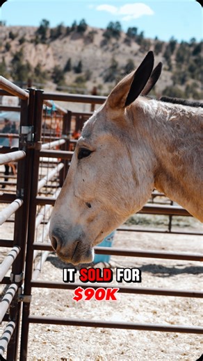 Jason & Alyssa Younker on Instagram: "🚨Record Breaking Mule🚨 This one in a million mule just sold for $90K at @premiermulesale in Bryce Canyon, Utah. This was an extremely rare curly mule and it was trained to perfection (🤌🏼) by @pairadicemules. Huge congratulations to the buyer on a one-of-a-kind mule and huge congratulations to the seller for their hard work and consistent training paying off! 😊🙌🏼 What a day! #mule #horse #donkey #equestrian @brycecanyonmuledays @premiermulesale @pairad