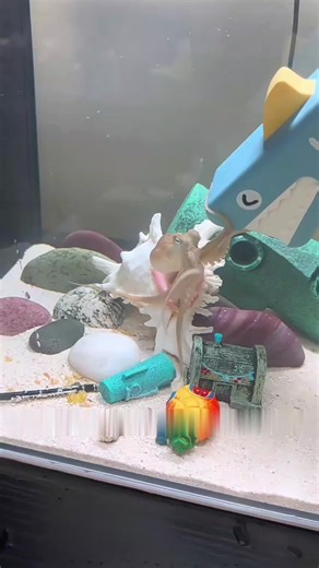 My pet octopus is getting scarier. #fyp #animal #ecosystem #aquarium #fishtank