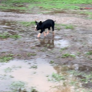 The rains are ‘ere!! 🙌🏼🚿 | Squealing Pig Farm