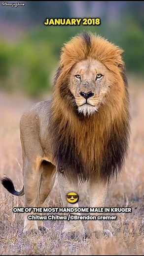 Nsuku Birmingham Male Lion.🗿