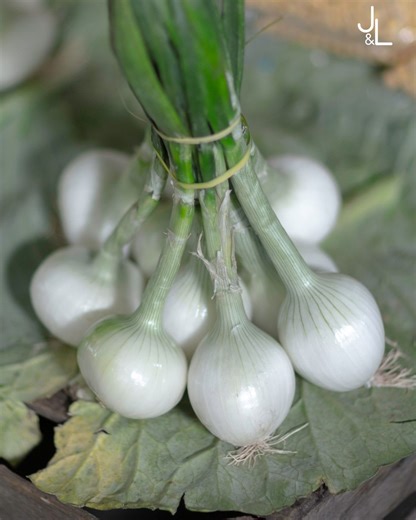 40K views · 1.2K reactions | Les oignons, on les aime crus, cuits ou encore au vinaigre. Luc Noël nous donne des conseils et des astuces pour les cultiver au potager 暈 | Jardins et Loisirs - RTBF | Facebook