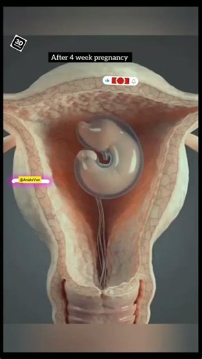 After 4 week pregnancy 😵 conception. 3D Animation 💯👍#short #pregnancy