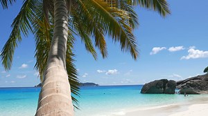 Download Coconut Tree At The Beach for free