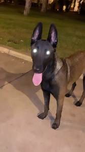 🤎🤖 #malinois#motivation#morocco#fyp#video#viral#instagram#explore#malinwa#model#word#tiktok#fouryou#fypシ#streetstyle#reels#rabat#casablanca#viralvideos | Kayzar09gofast