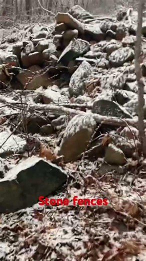 Cat and mouse trail has miles of stone fences ‪@dayhikingandherpingdudes‬