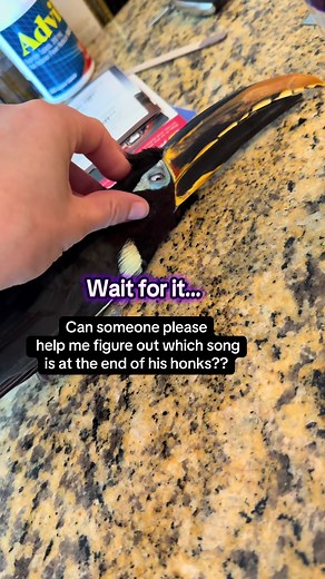 Identifying a Classical Music Song from Pet Toucan