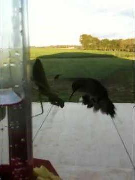Praying Mantis Snags Hummingbird