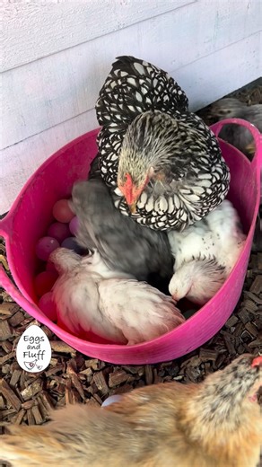 Charlotte Seaton on Instagram: "Ball pit enrichment Chickens have excellent colour vision and are especially drawn to bright colours like red, yellow, and blue. A ball pit filled with colourful pingpong balls and hidden treats taps into their natural foraging instincts, encouraging problem-solving, movement and curiosity. Providing enrichment like this supports mental stimulation, reduces boredom-related behaviours, and promotes healthy activity - all while letting chickens do what they do best: