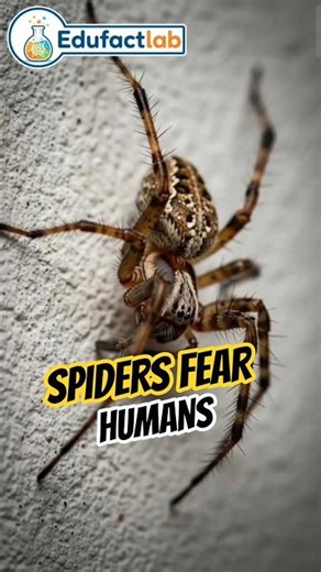 Spiders Are Actually Afraid of Humans #facts #animals