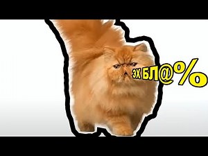 THE CAT SAYS OH FUCK - WHERE DID THE MEME COME FROM?