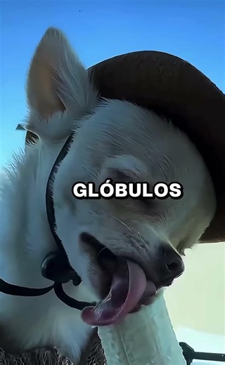 Sabes esto de los chihuahuas cabeza de manzana 😨 #dogshorts #perros #dogs #chihuahuafanclub #pets