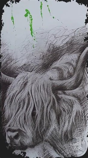 Highland Cow Charcoal Drawing Finale - Abstract Splash