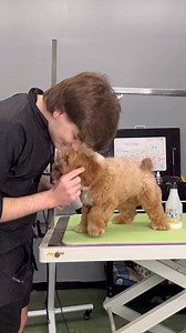 #doggrooming #dogs #puppy #dogsbylogan #havapoo | Dogs by Logan