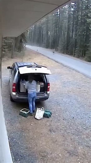 ANIMALS FERVER | The story of India’s most iconic tiger, the legend of Ranthambore. Name: Machli (T-16) Born: 1996 — Ranthambore National Park, India Died:... | Instagram