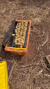 Australian Bees on Reels