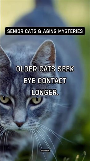 Older cats seek eye contact longer. It signals trust and calm bonding.