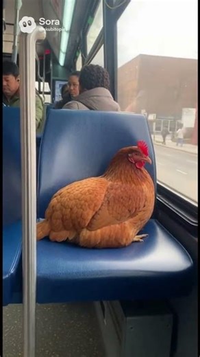 Chicken in bus #funny #memes #duck #birds #automobile